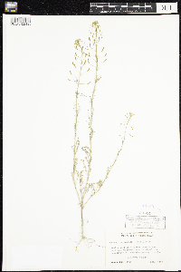Descurainia pinnata image