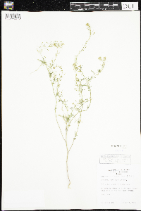 Descurainia pinnata image