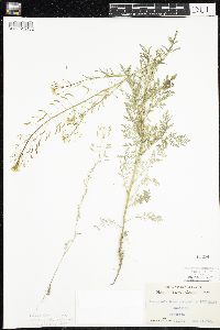 Descurainia pinnata image