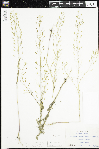 Descurainia pinnata image