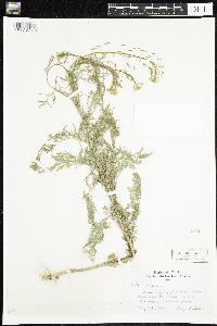 Descurainia pinnata image