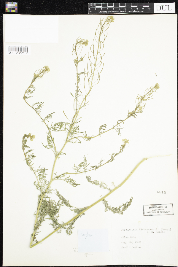 Descurainia incana image