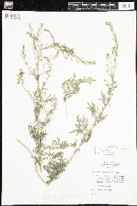 Descurainia incana image