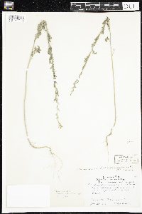 Descurainia incana image