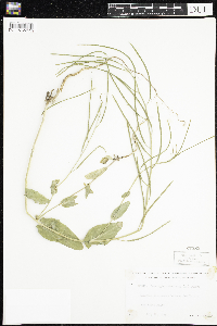 Conringia orientalis image