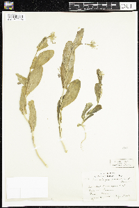 Conringia orientalis image