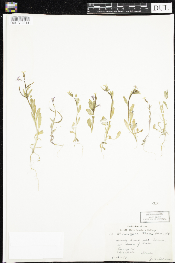 Chorispora tenella image