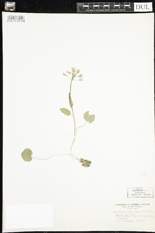 Cardamine douglassii image