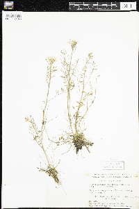 Cardamine pratensis image