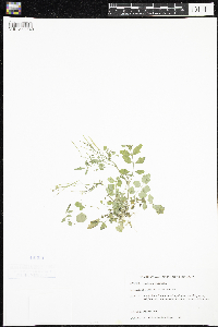 Cardamine pratensis image