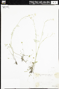 Cardamine pratensis image