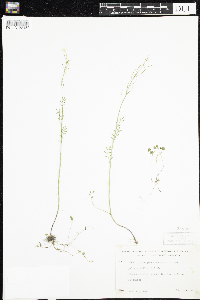 Cardamine pratensis image