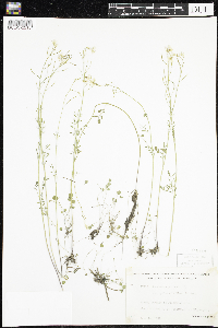 Cardamine pratensis image