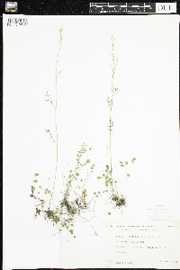 Cardamine pratensis image