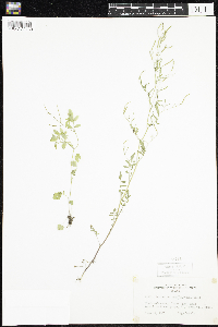 Cardamine pensylvanica image