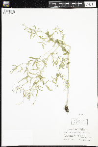 Cardamine pensylvanica image