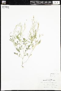 Cardamine pensylvanica image