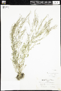 Cardamine pensylvanica image