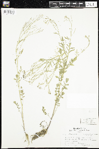Cardamine pensylvanica image