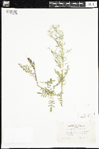 Cardamine pensylvanica image