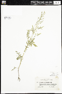 Cardamine pensylvanica image