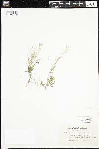 Cardamine pensylvanica image