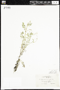 Cardamine pensylvanica image
