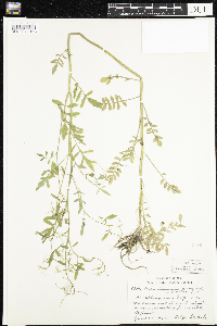Cardamine pensylvanica image