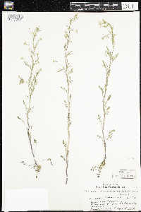 Cardamine pensylvanica image