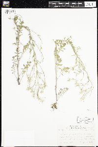 Cardamine pensylvanica image