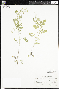 Cardamine pensylvanica image