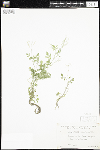 Cardamine pensylvanica image