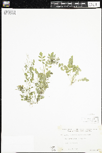 Cardamine pensylvanica image