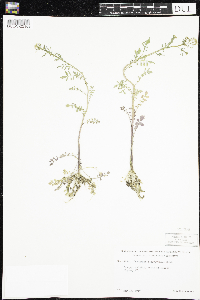 Cardamine pensylvanica image