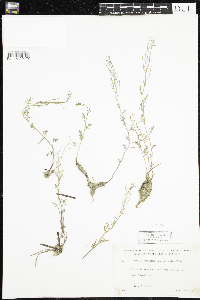 Cardamine pensylvanica image