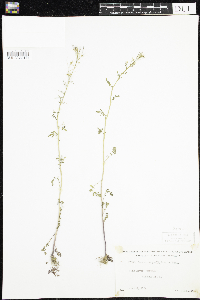 Cardamine pensylvanica image
