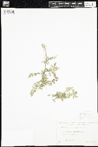 Cardamine pensylvanica image