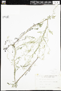 Cardamine pensylvanica image