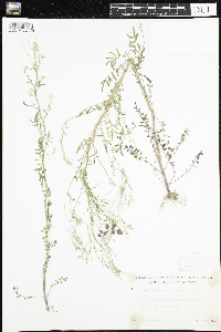 Cardamine pensylvanica image