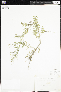 Cardamine pensylvanica image