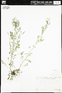 Cardamine pensylvanica image