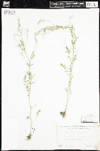 Cardamine pensylvanica image