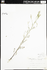Cardamine pensylvanica image