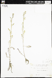 Cardamine pensylvanica image