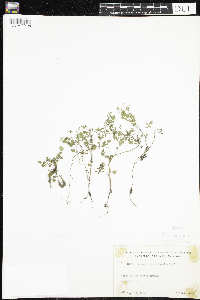 Cardamine pensylvanica image