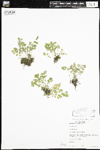 Cardamine pensylvanica image
