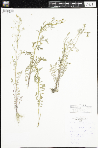 Cardamine pensylvanica image