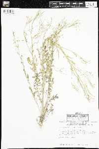 Cardamine pensylvanica image