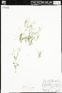 Cardamine pensylvanica image