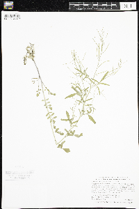Cardamine pensylvanica image